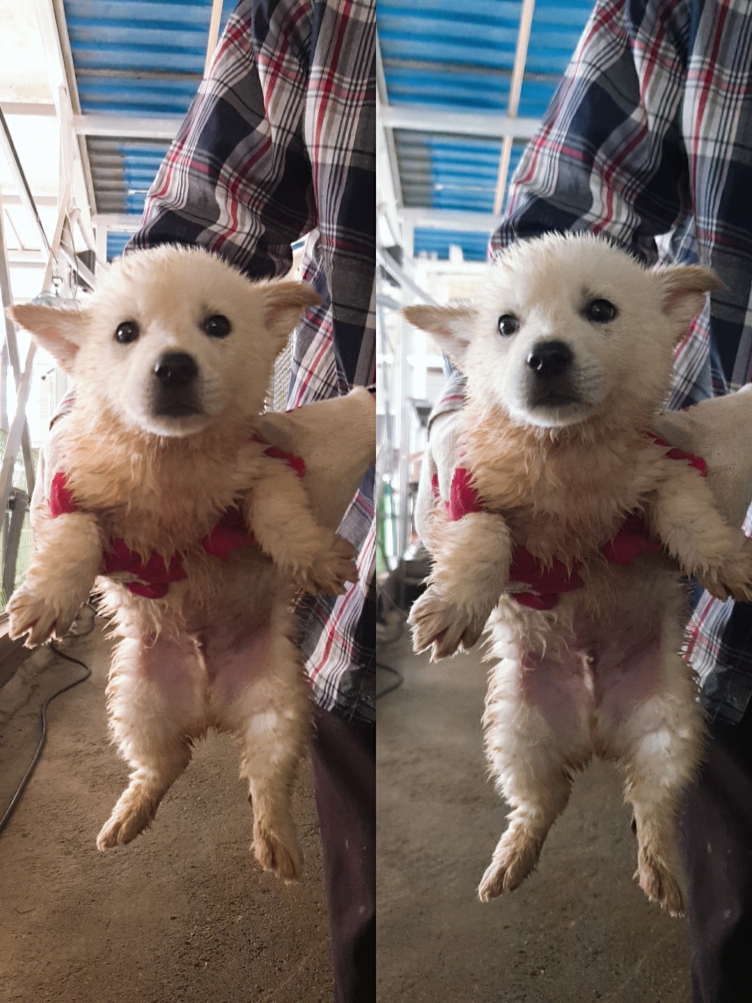 믹스견 이미지 파일 입니다.