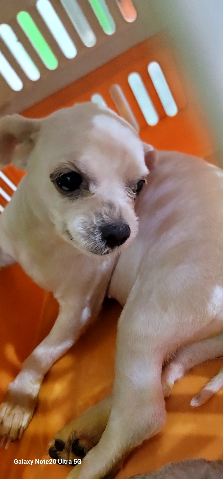 말티즈 이미지 파일 입니다.