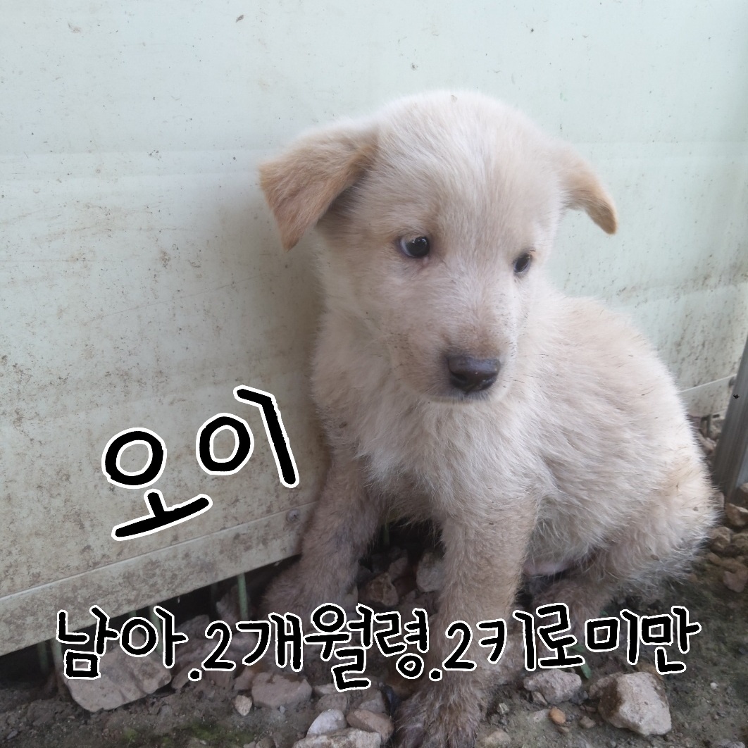 믹스견 이미지 파일 입니다.