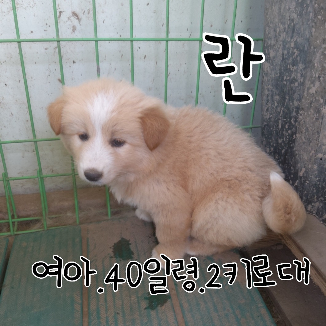 믹스견 이미지 파일 입니다.