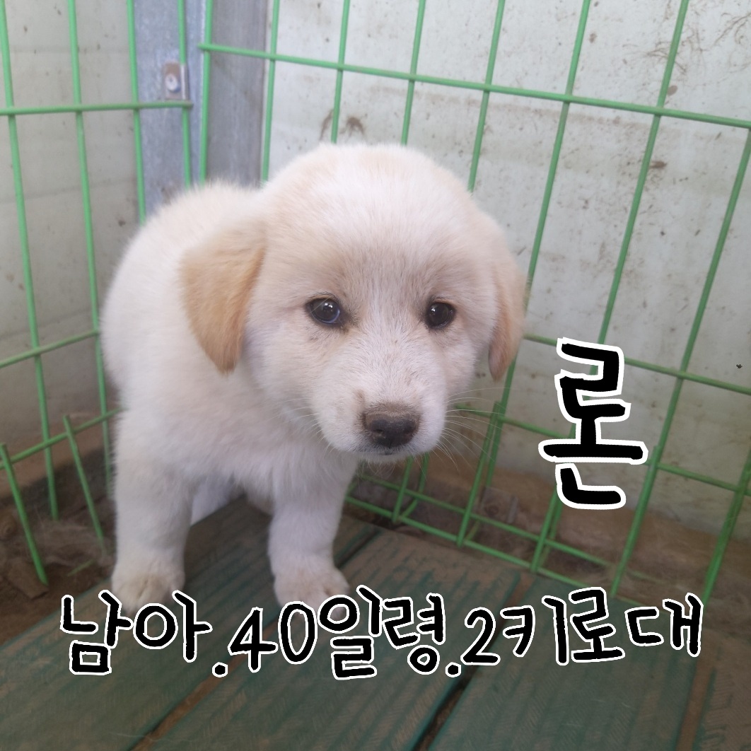 믹스견 이미지 파일 입니다.