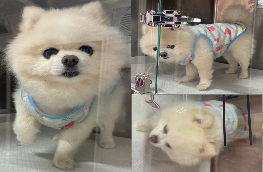 포메라니안 이미지 파일 입니다.