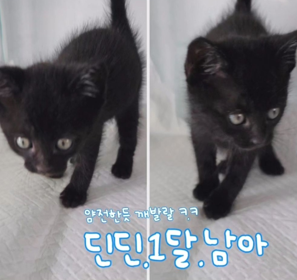 한국 고양이 이미지 파일 입니다.