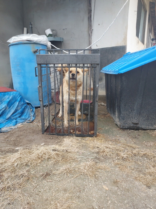 믹스견 이미지 파일 입니다.