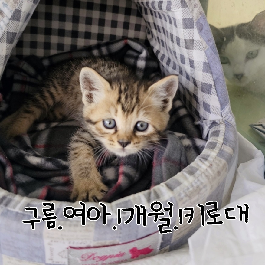 한국 고양이 이미지 파일 입니다.
