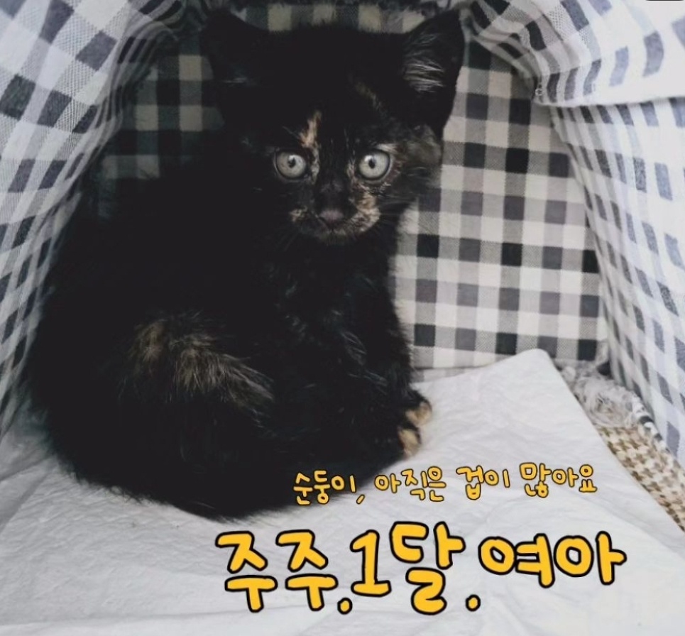 한국 고양이 이미지 파일 입니다.