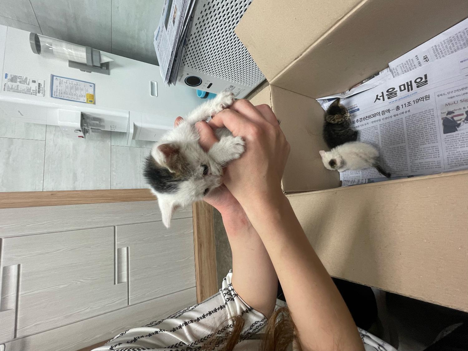한국 고양이 이미지 파일 입니다.
