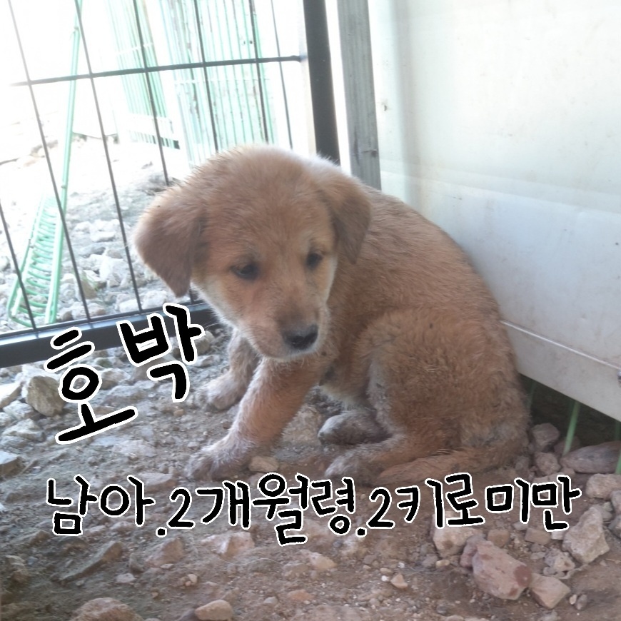 믹스견 이미지 파일 입니다.