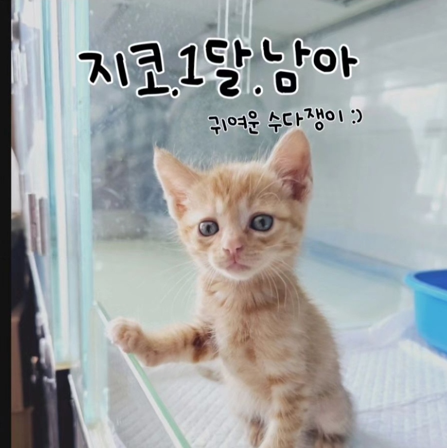 한국 고양이 이미지 파일 입니다.