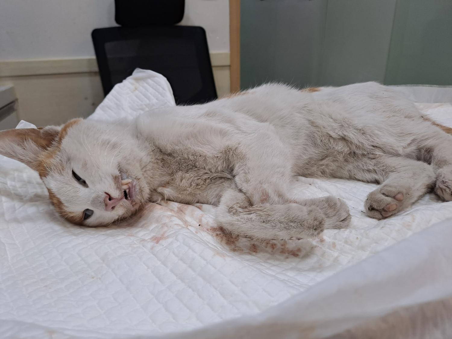 한국 고양이 이미지 파일 입니다.