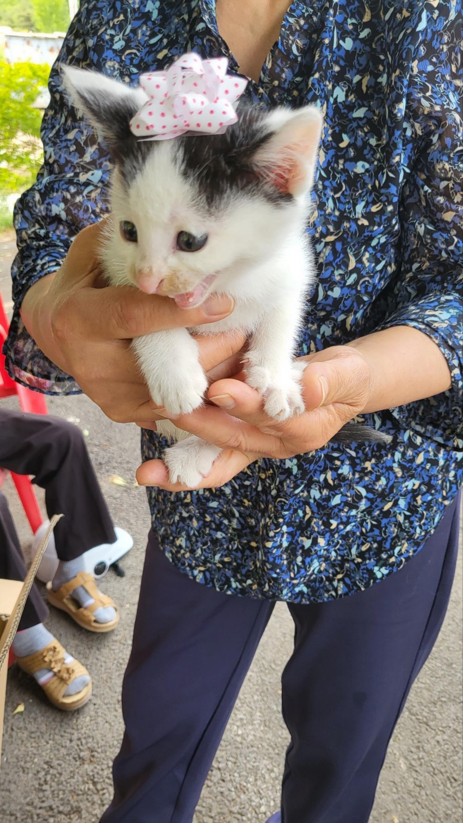 한국 고양이 이미지 파일 입니다.