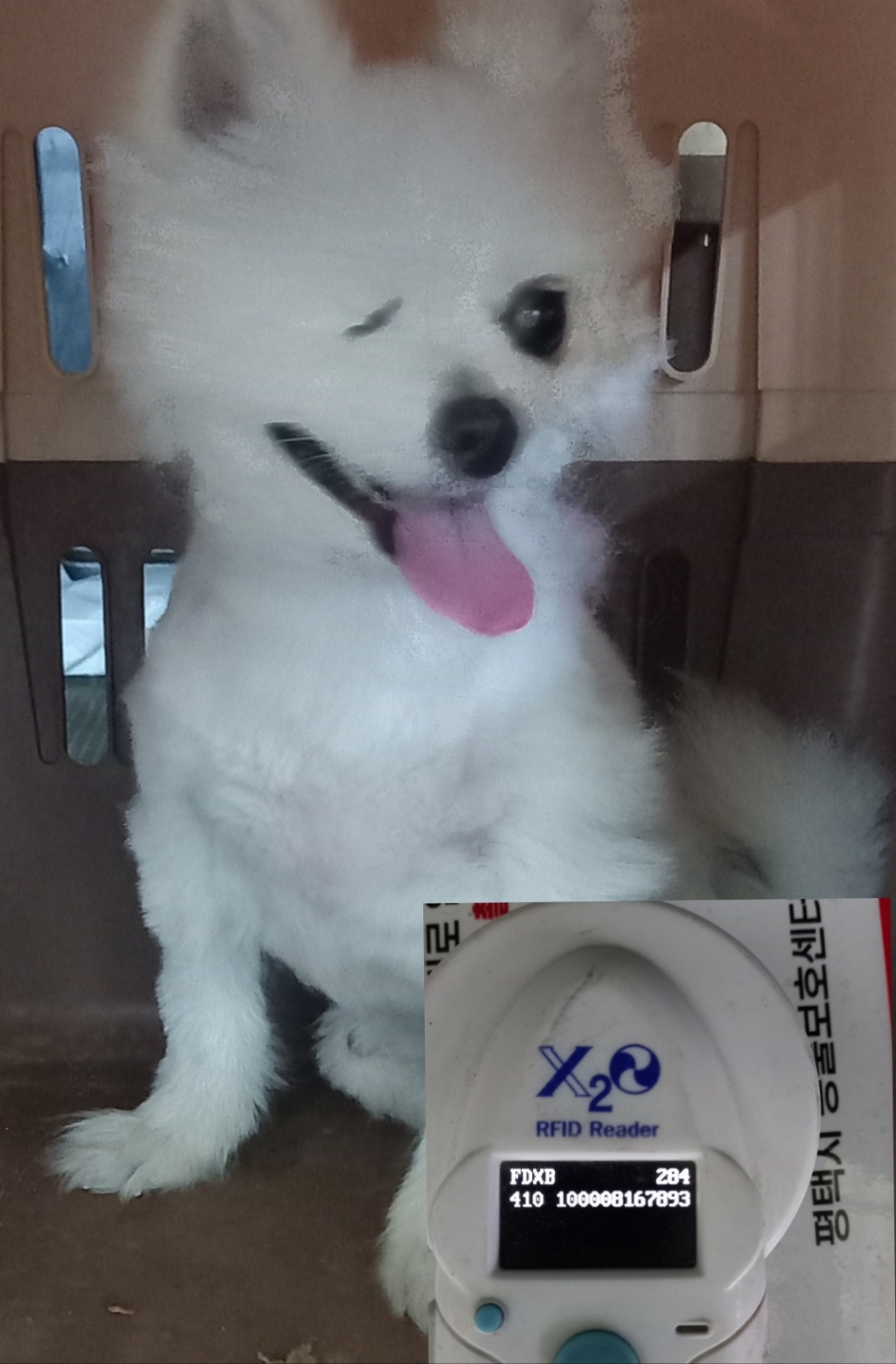 믹스견 이미지 파일 입니다.