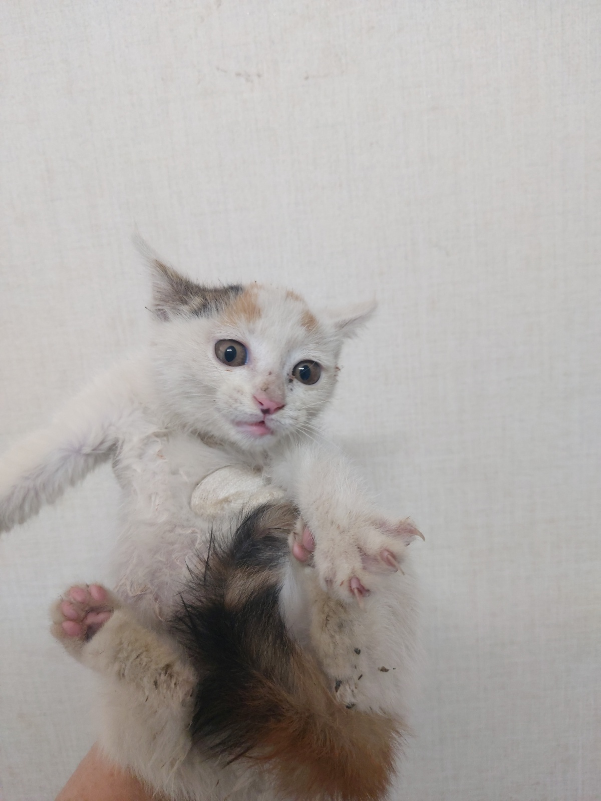 한국 고양이 이미지 파일 입니다.