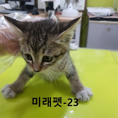 한국 고양이 이미지 파일 입니다.