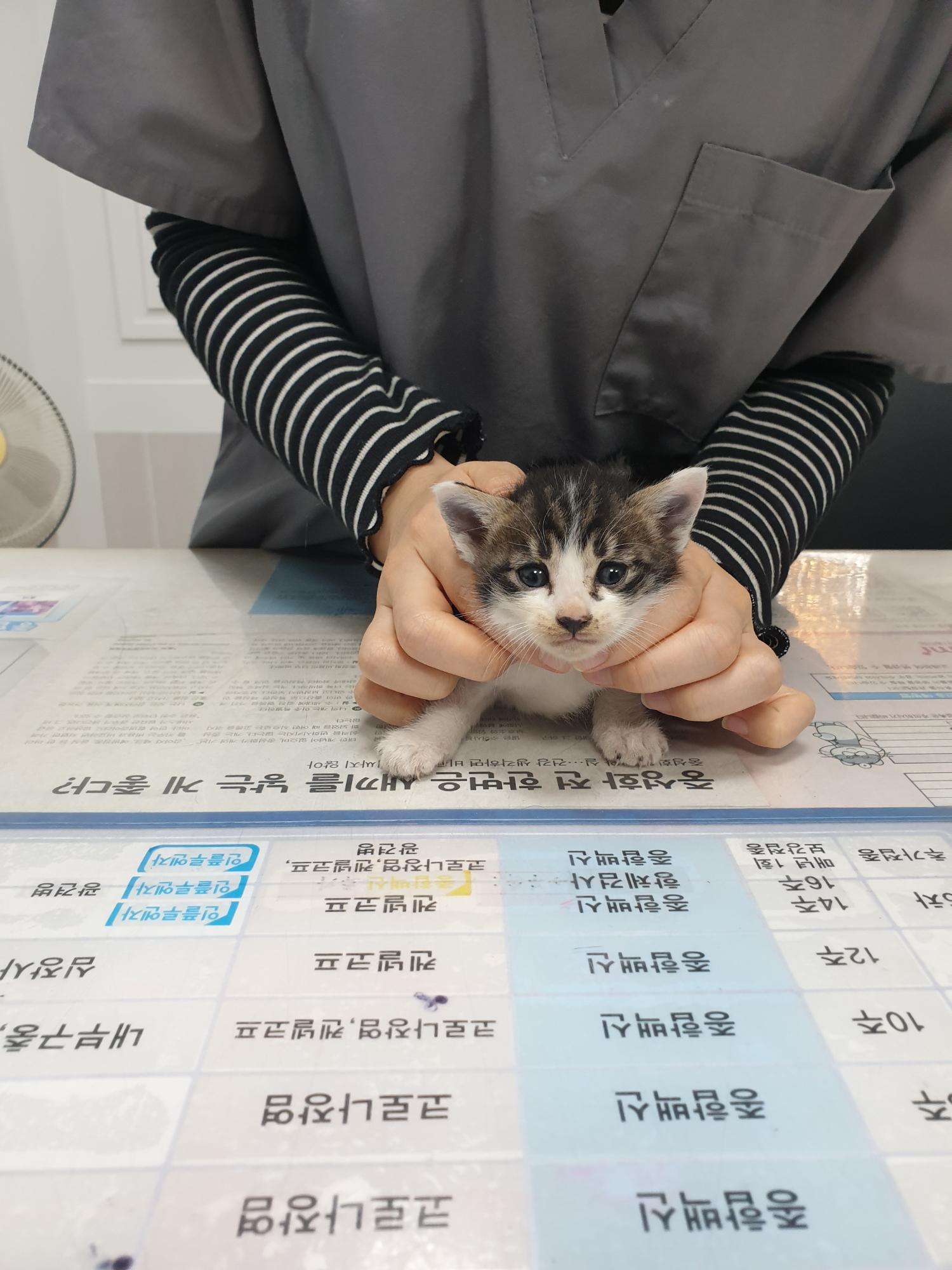 한국 고양이 이미지 파일 입니다.
