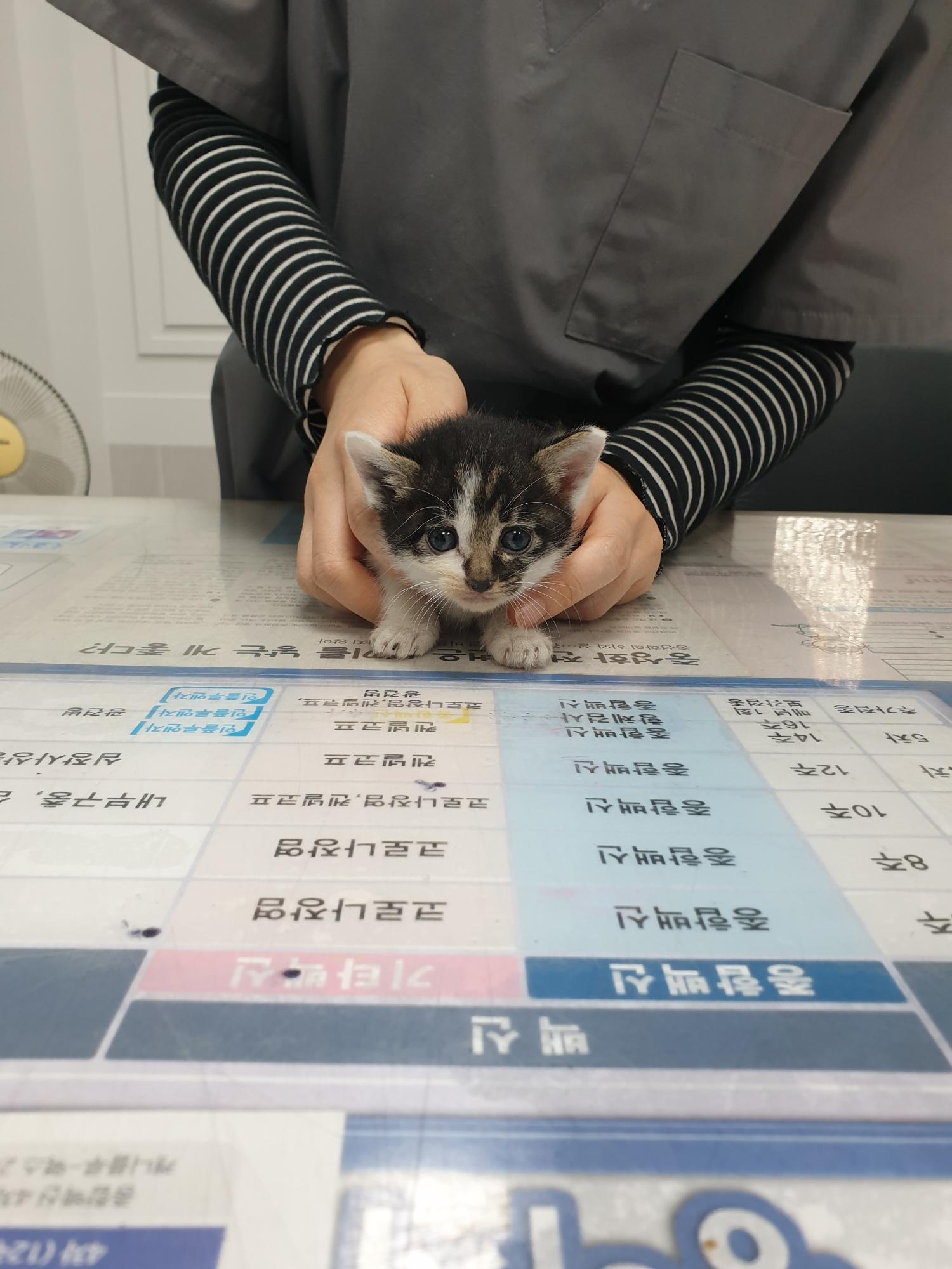 한국 고양이 이미지 파일 입니다.