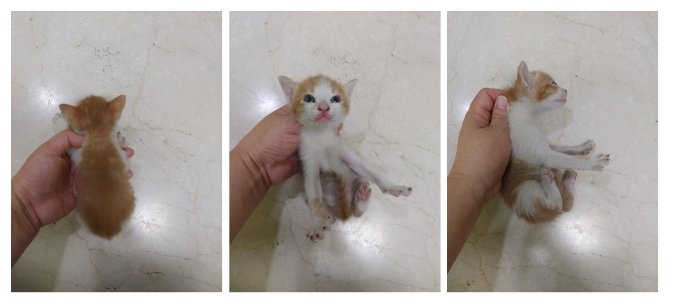 한국 고양이 이미지 파일 입니다.