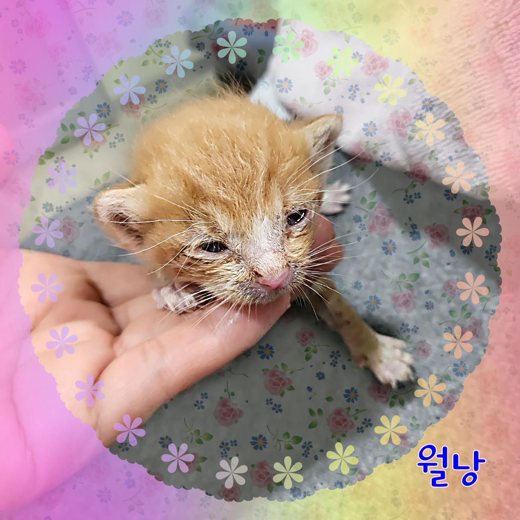 한국 고양이 이미지 파일 입니다.