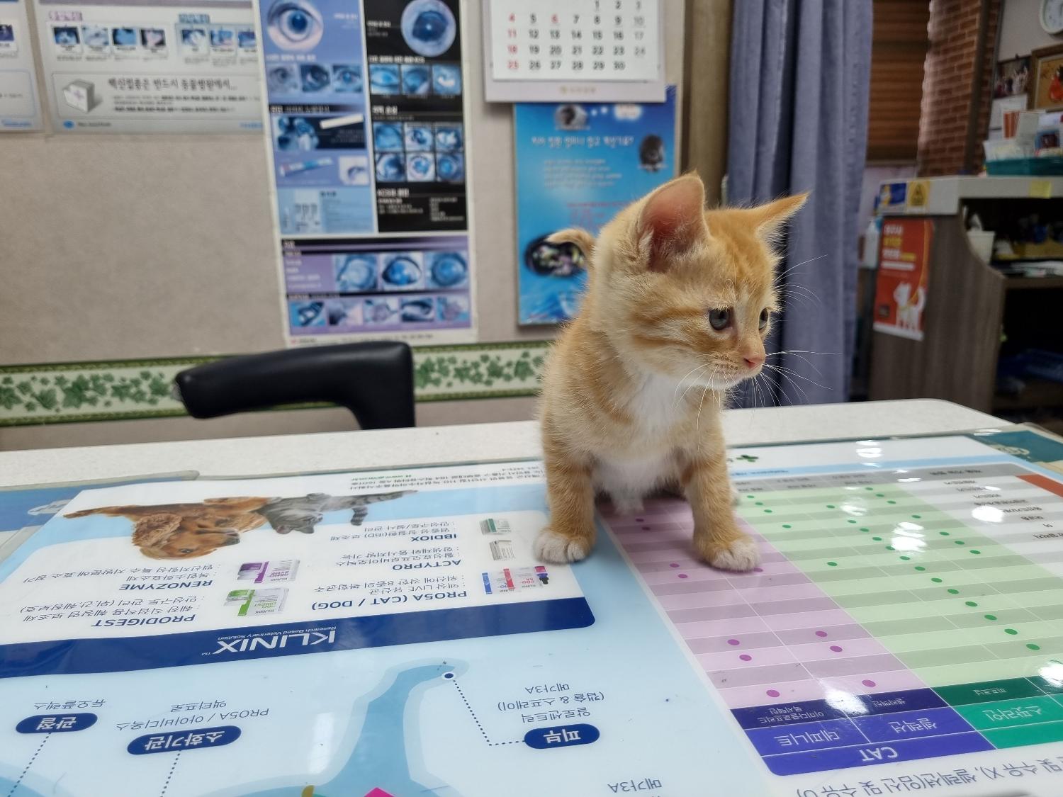 한국 고양이 이미지 파일 입니다.