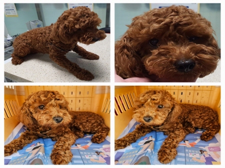 푸들 이미지 파일 입니다.