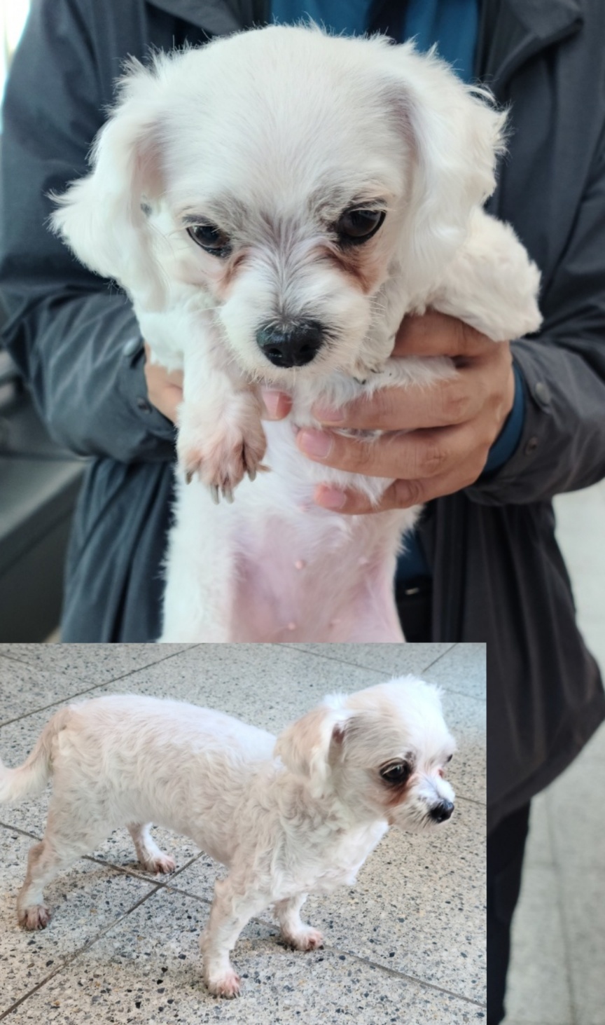 믹스견 이미지 파일 입니다.