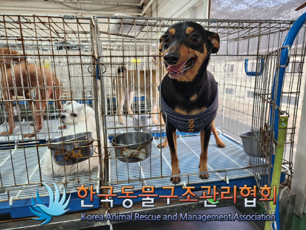 미니어쳐 핀셔 이미지 파일 입니다.