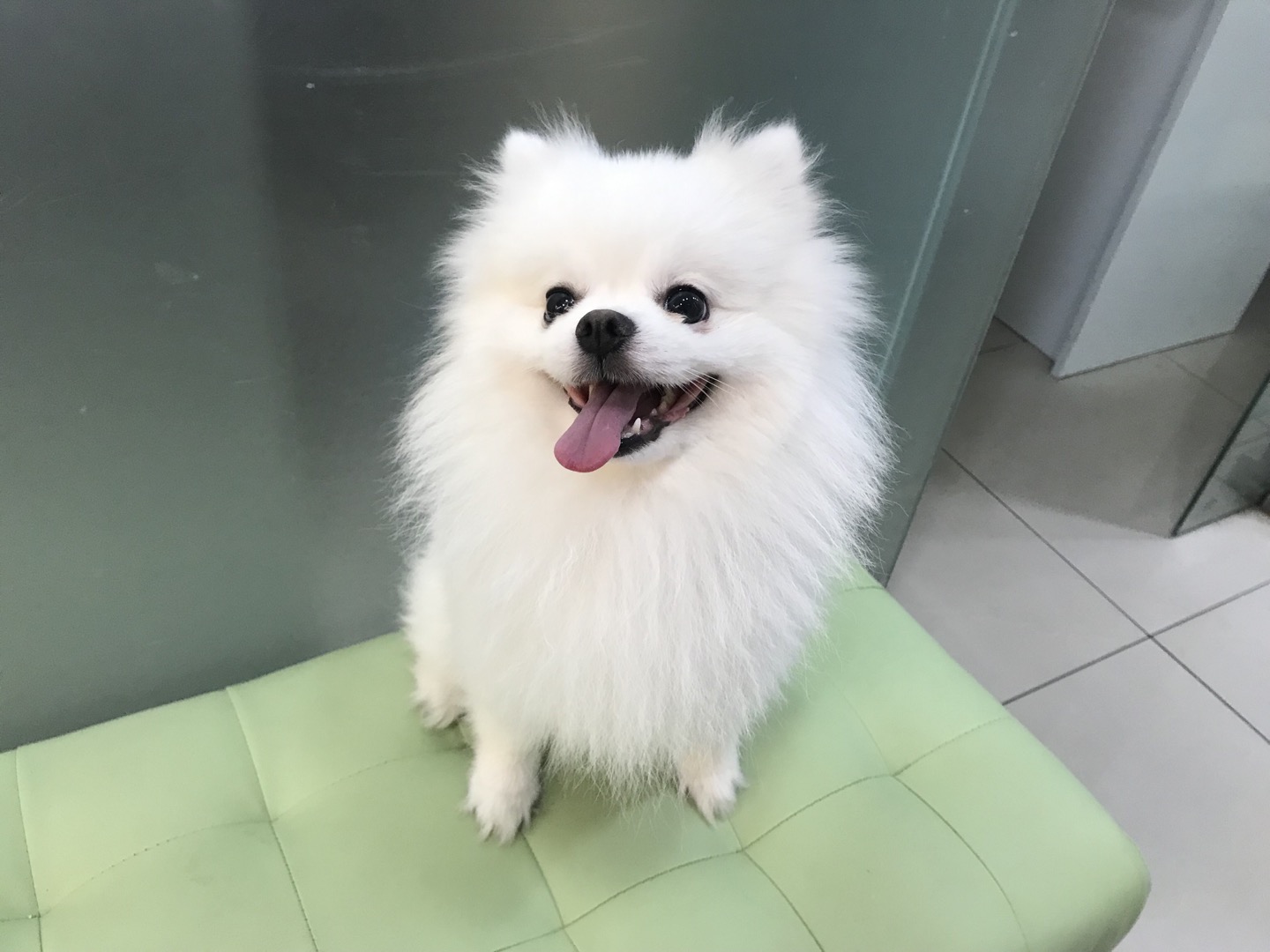 포메라니안 이미지 파일 입니다.