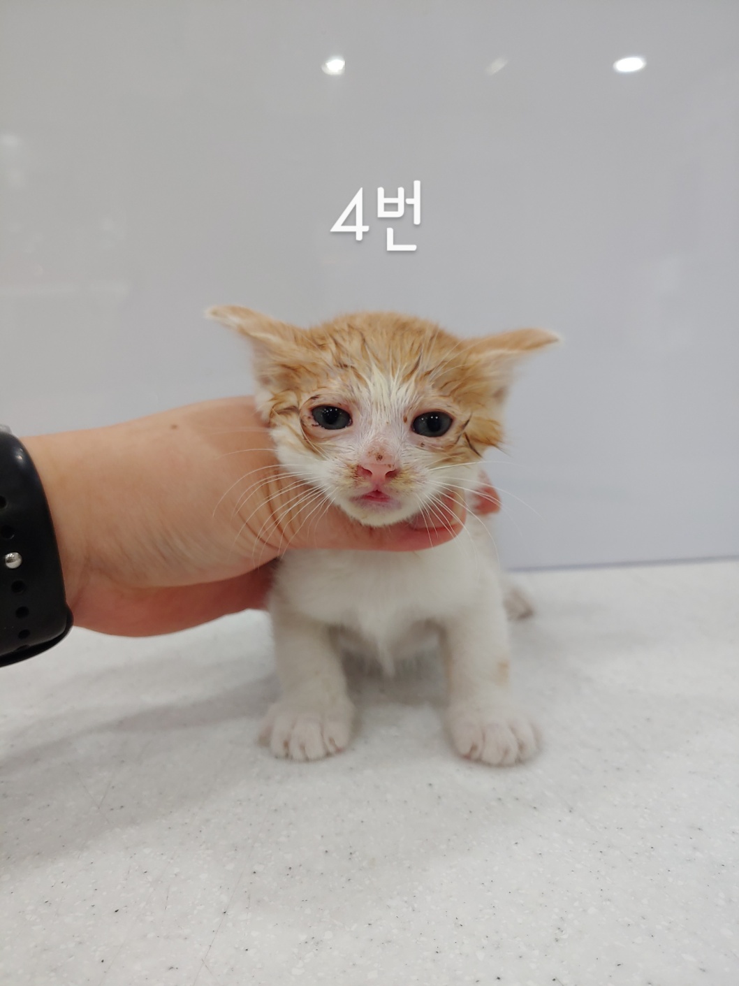 한국 고양이 이미지 파일 입니다.