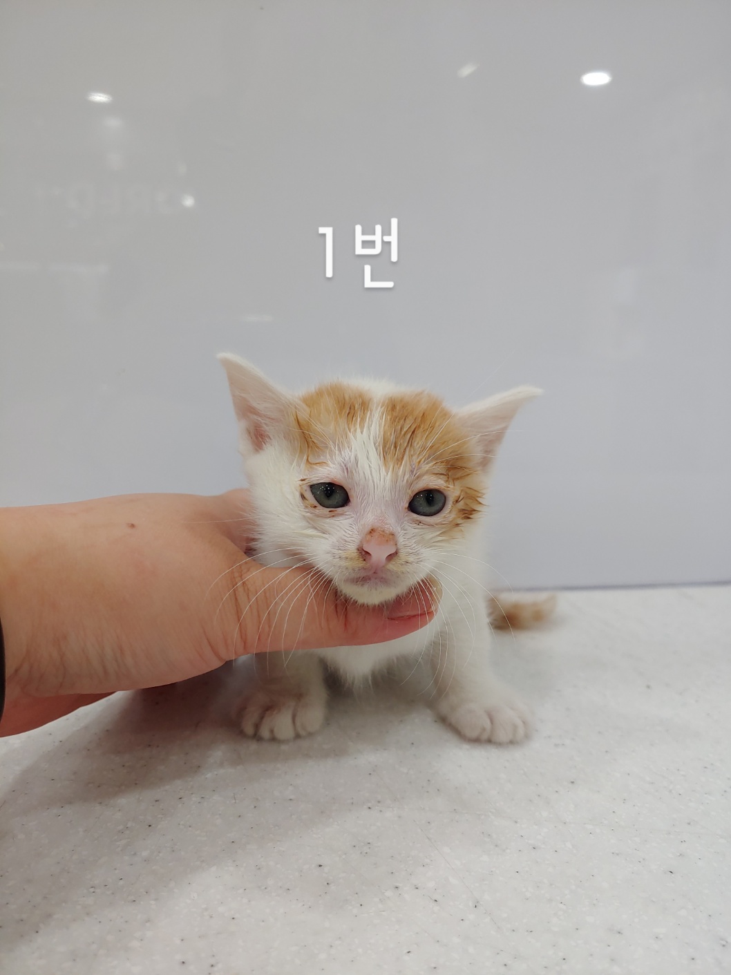 한국 고양이 이미지 파일 입니다.