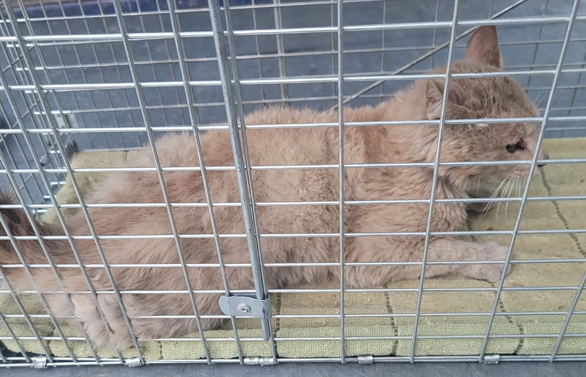 한국 고양이 이미지 파일 입니다.