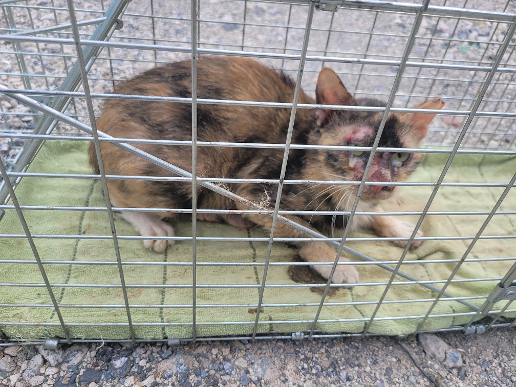 한국 고양이 이미지 파일 입니다.