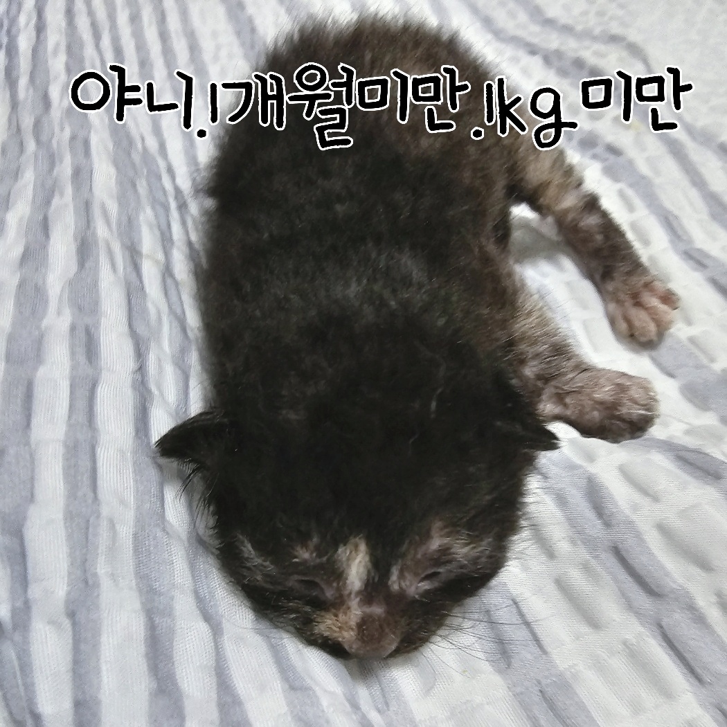 한국 고양이 이미지 파일 입니다.