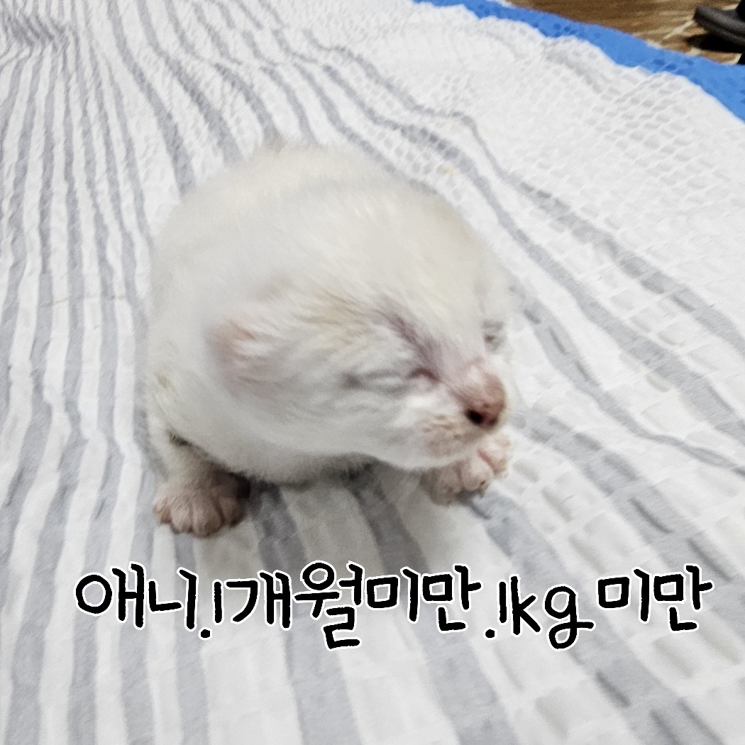한국 고양이 이미지 파일 입니다.
