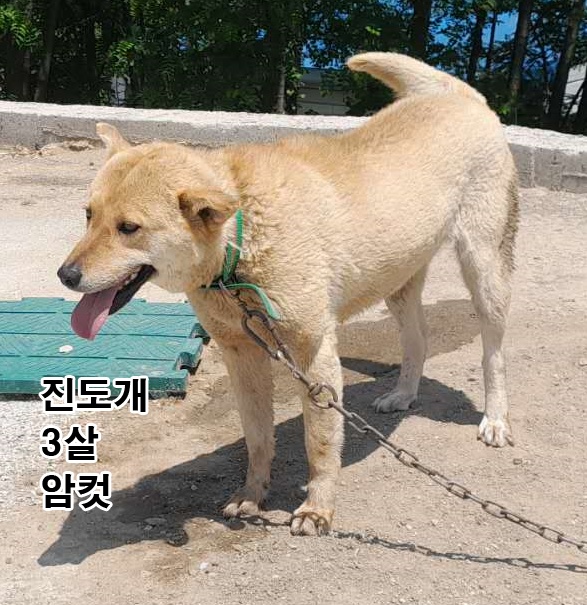 진도견 이미지 파일 입니다.