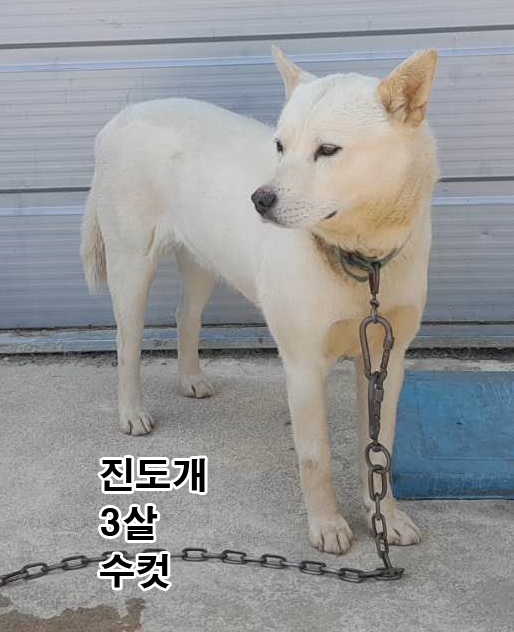 진도견 이미지 파일 입니다.