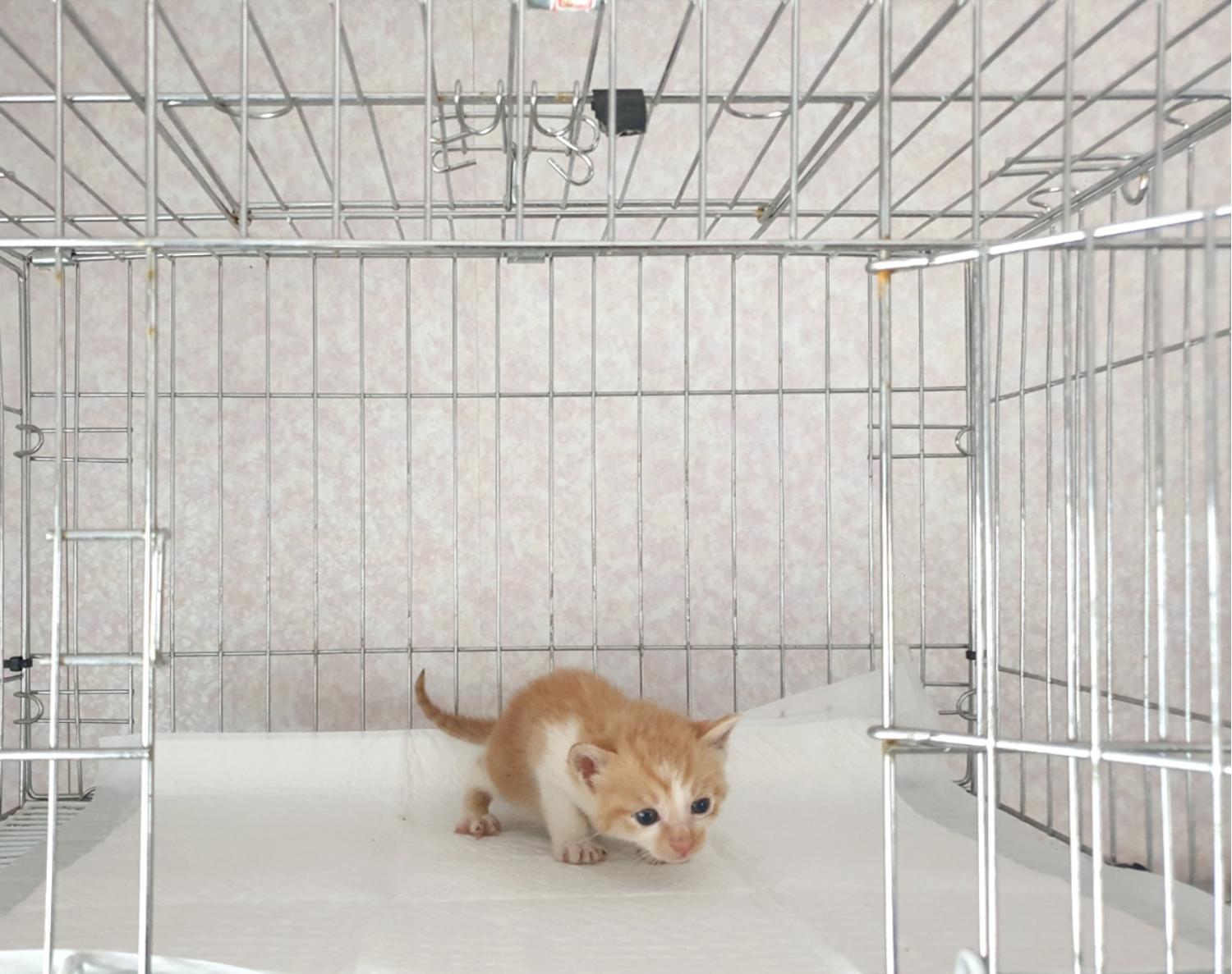 한국 고양이 이미지 파일 입니다.