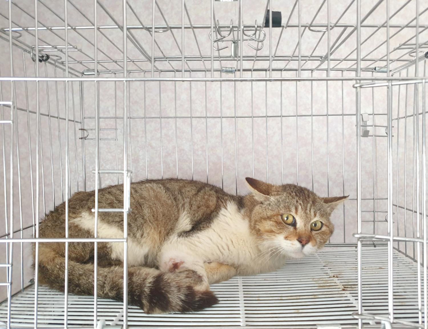 한국 고양이 이미지 파일 입니다.