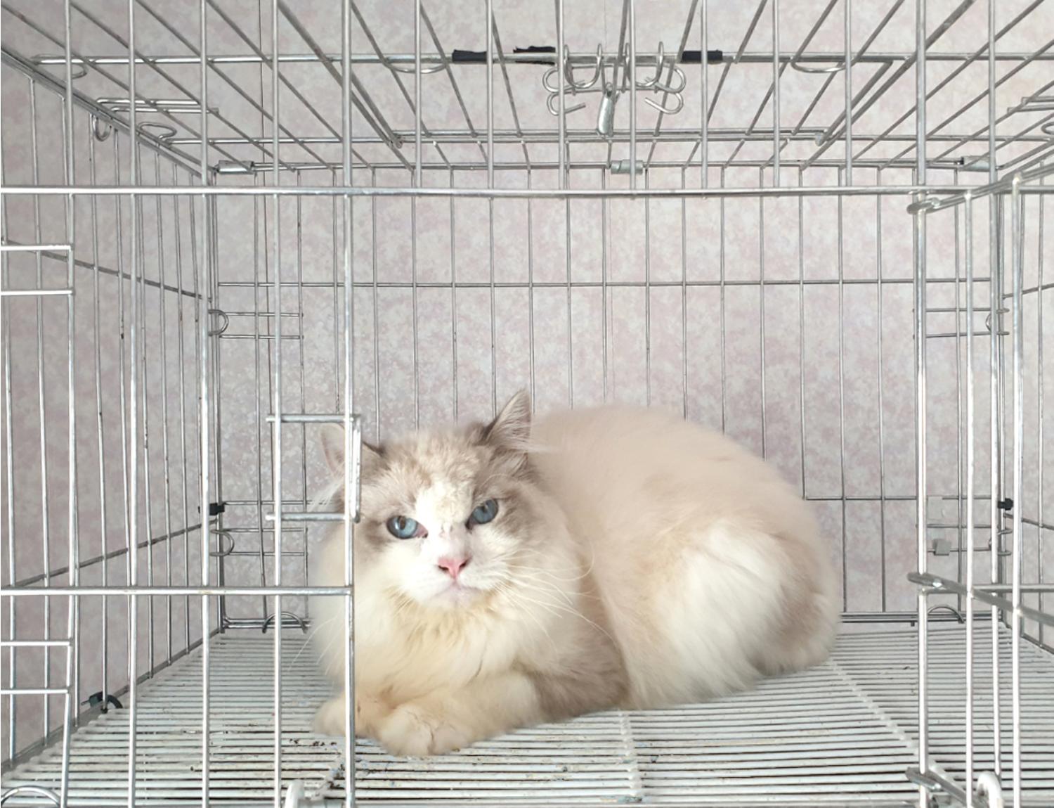 레그돌-라가머핀 이미지 파일 입니다.
