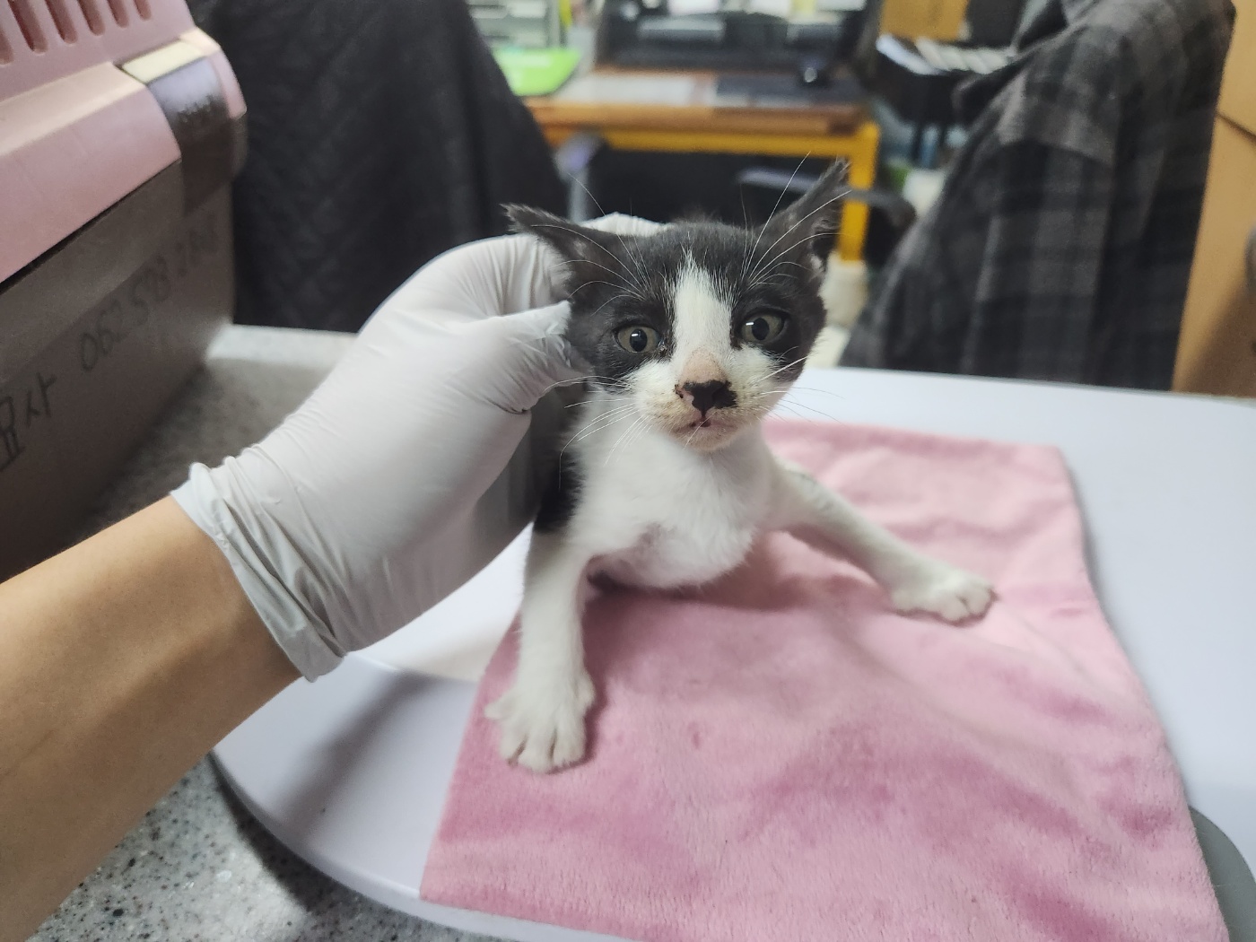 한국 고양이 이미지 파일 입니다.