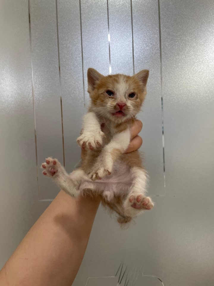 한국 고양이 이미지 파일 입니다.