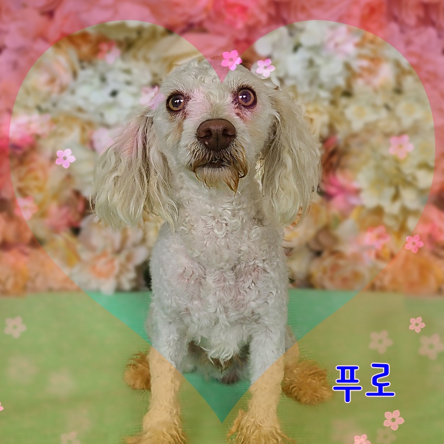 푸들 이미지 파일 입니다.