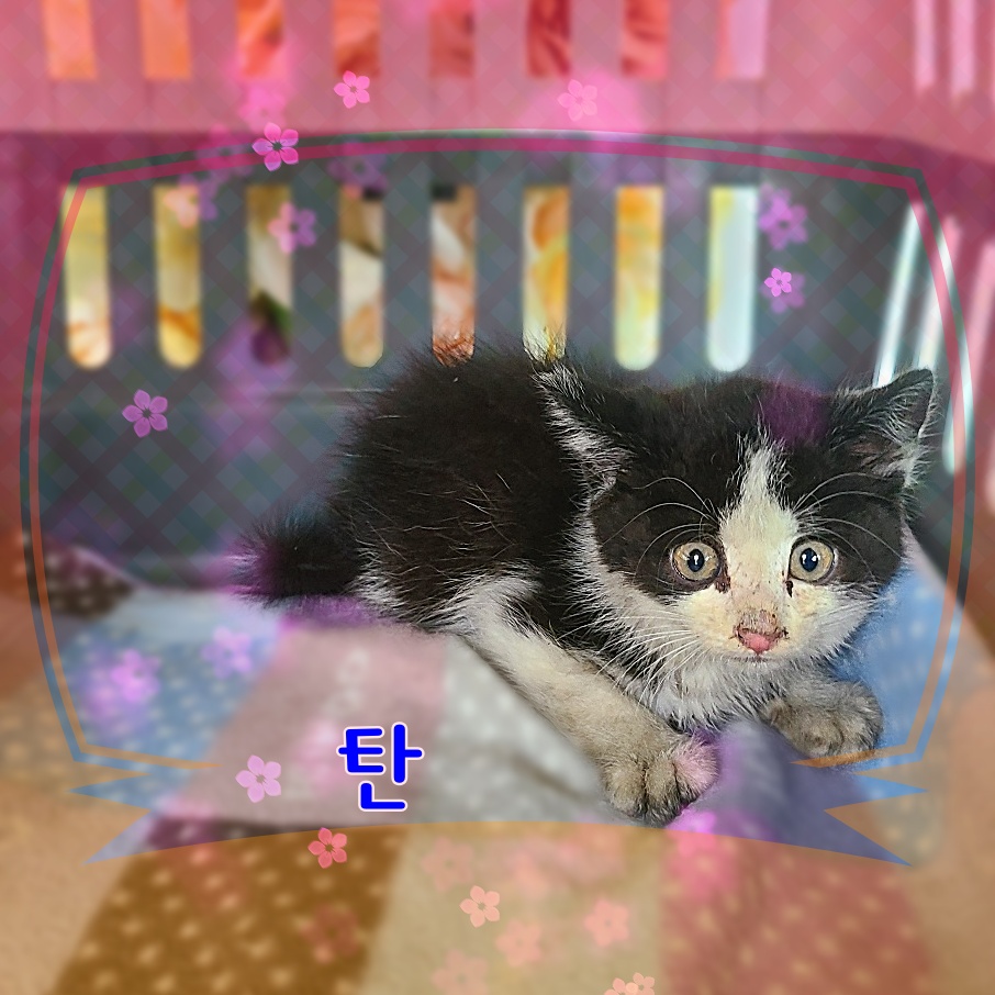 한국 고양이 이미지 파일 입니다.