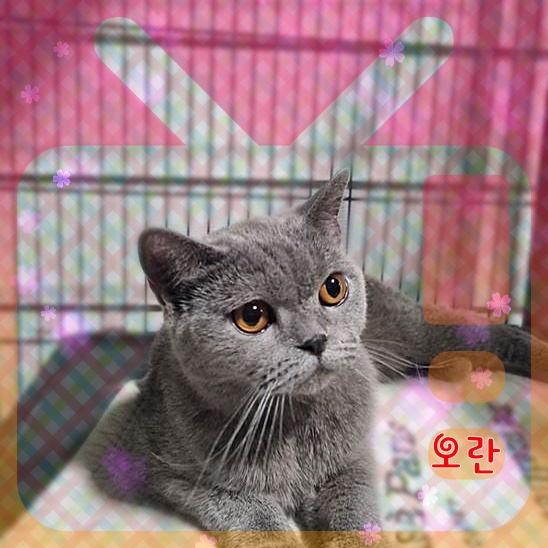 믹스묘 이미지 파일 입니다.