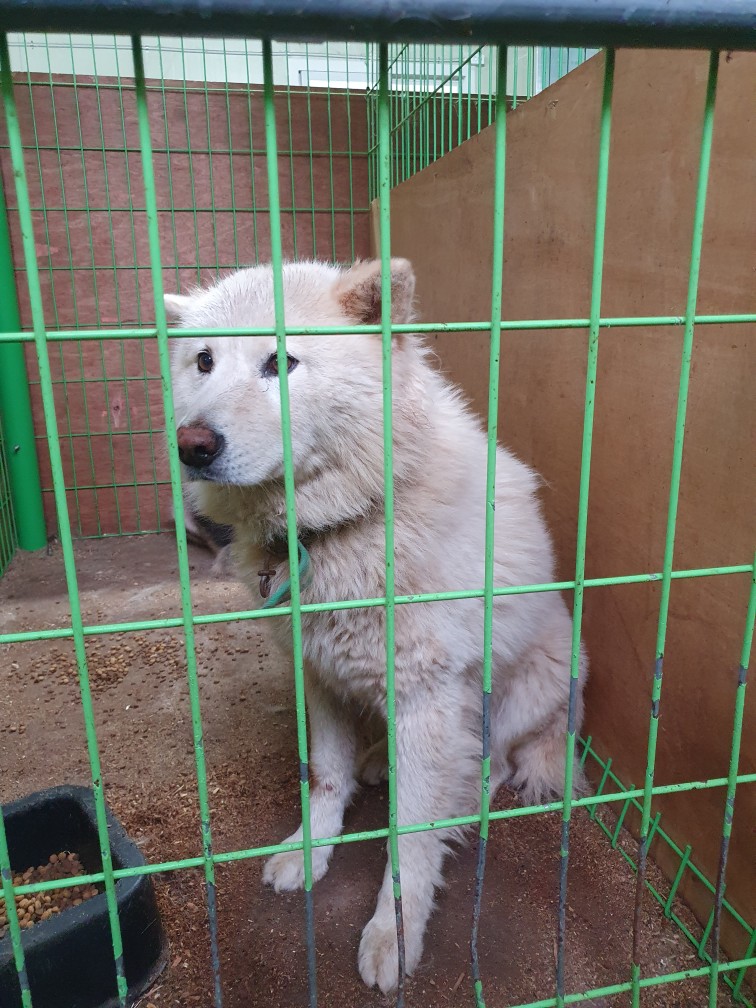 믹스견 이미지 파일 입니다.