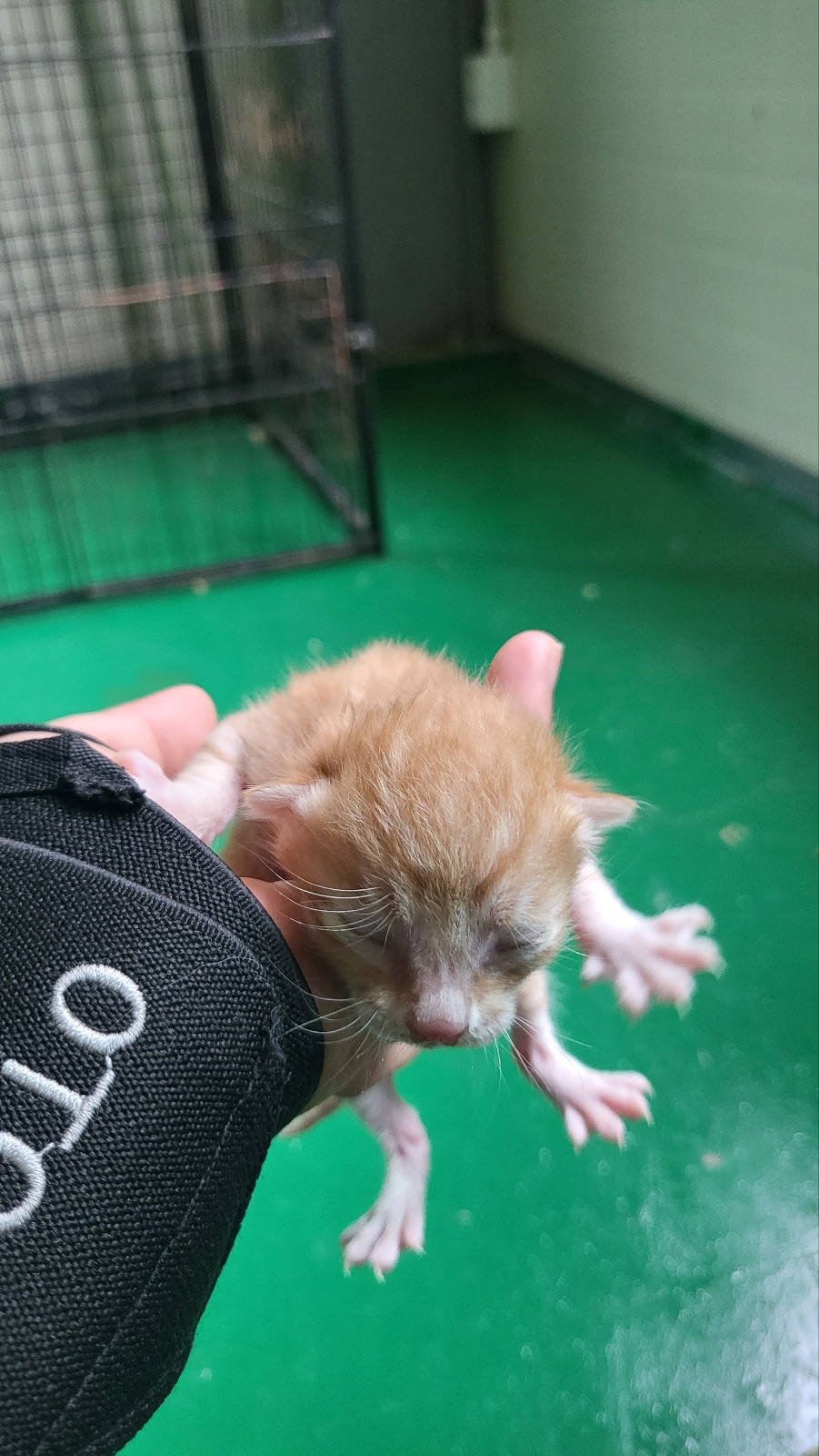 한국 고양이 이미지 파일 입니다.