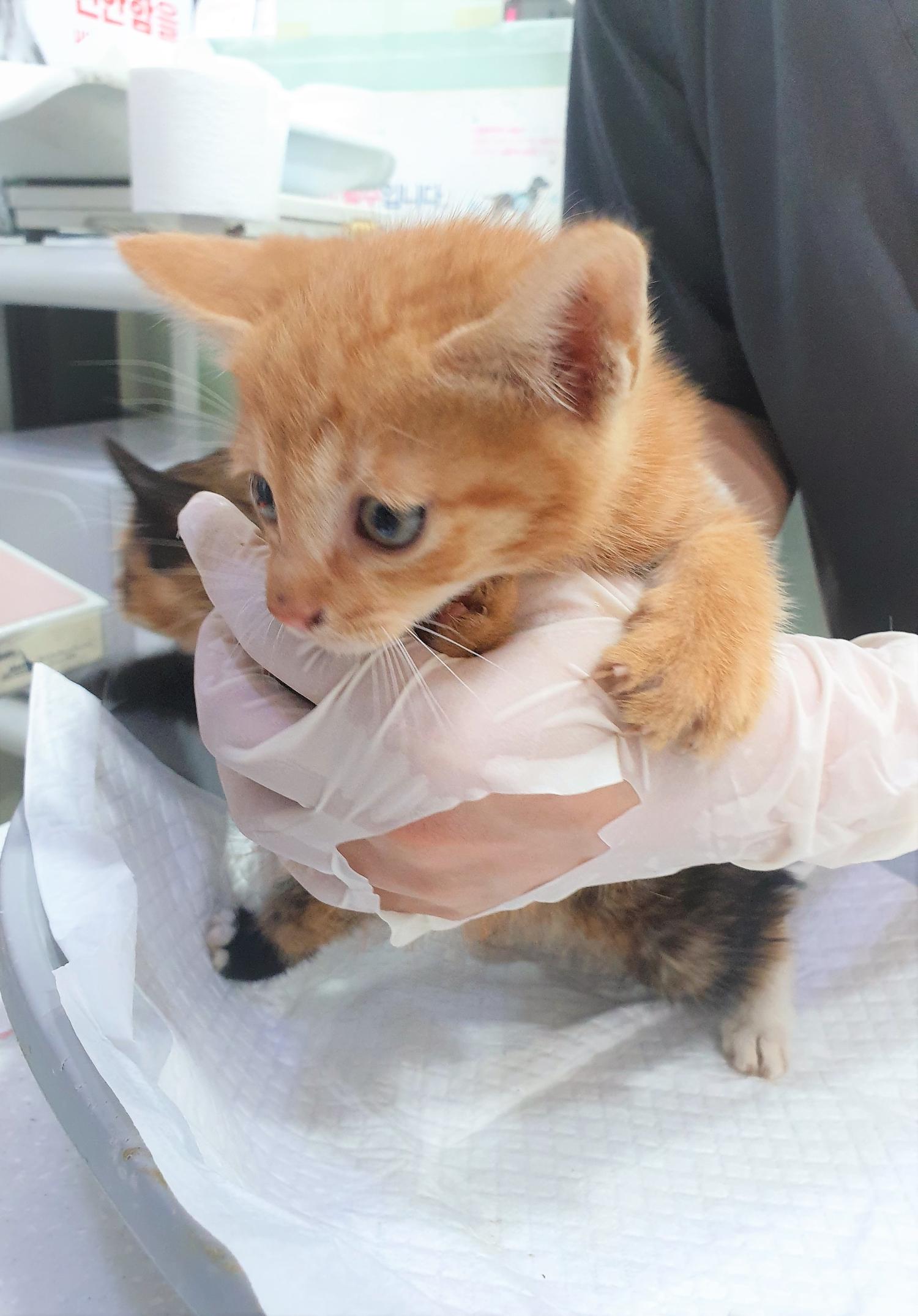 한국 고양이 이미지 파일 입니다.
