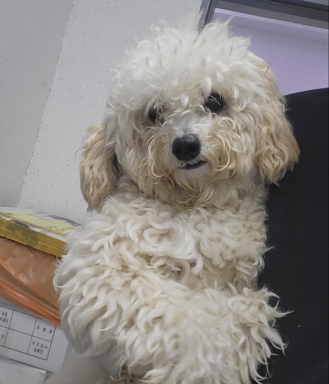 푸들 이미지 파일 입니다.
