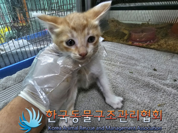 한국 고양이 이미지 파일 입니다.