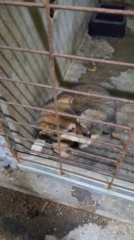 믹스견 이미지 파일 입니다.