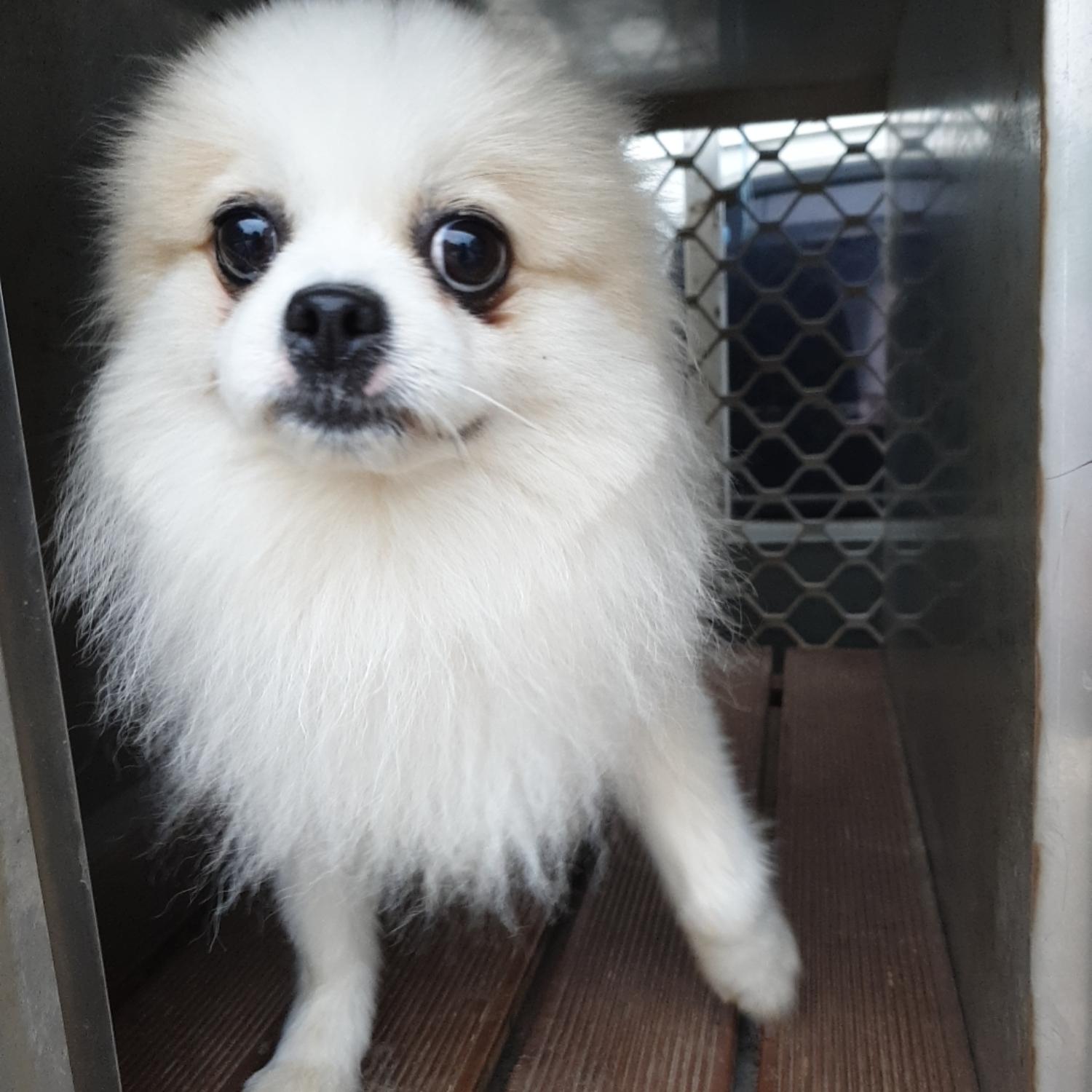 포메라니안 이미지 파일 입니다.